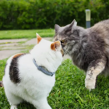 Ceriano * Modigliana