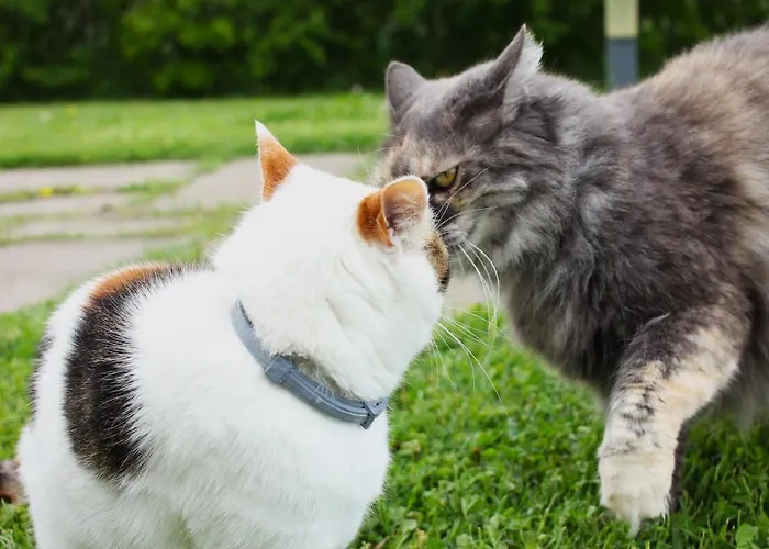 Ceriano * Modigliana